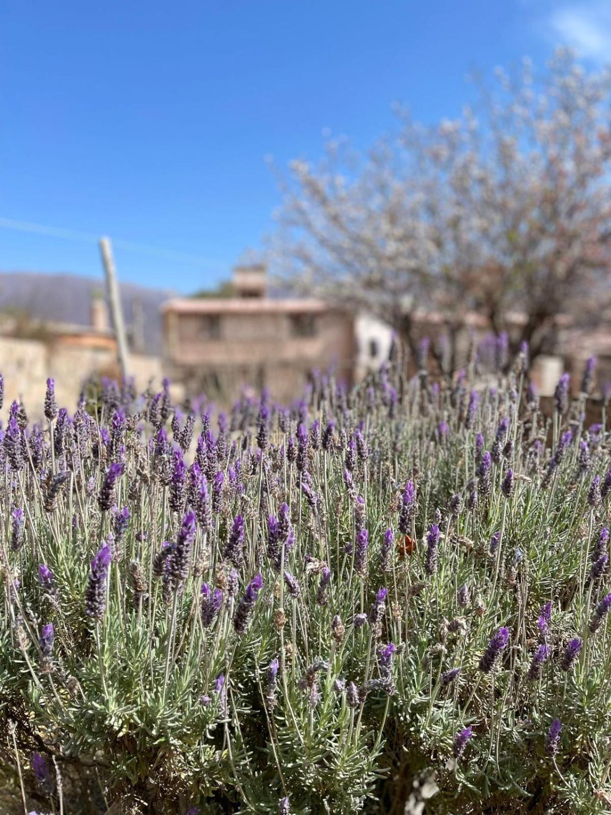 El Ensueno Villa Tilcara Dış mekan fotoğraf